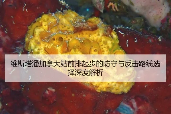 wei-si-ta-pan-jia-na-da-zhan-qian-pai-qi-bu-de-fang-shou-yu-fan-ji-lu-xian-xuan-ze-shen-du-jie-xi-1-339.jpg