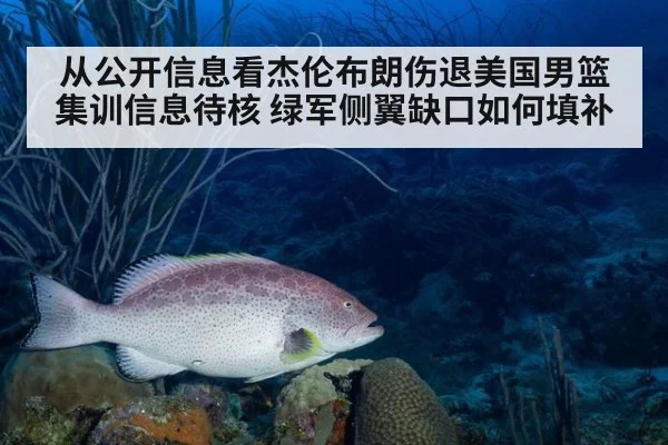 从公开信息看杰伦布朗伤退美国男篮集训信息待核 绿军侧翼缺口如何填补